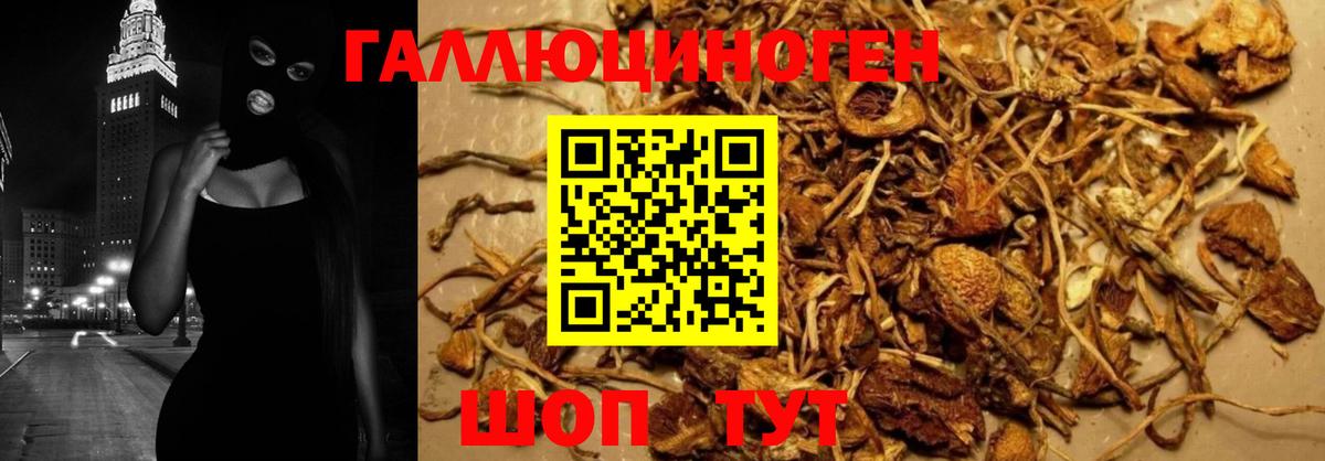 Псилоцибиновые грибы Psilocybe  Вход с VPN  Псилоцибиновые грибы Psilocybine cubensis  Сосновоборск 